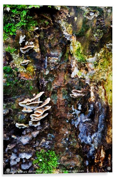 Fungi and Moss on a Tree Stump in Strid Wood Acrylic by Mark Sunderland