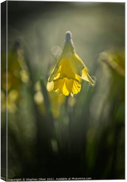 Spring Time Daffodil  Canvas Print by Stephen Oliver