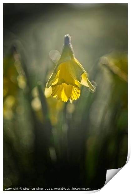 Spring Time Daffodil  Print by Stephen Oliver