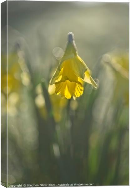 Backlight Daffodil Canvas Print by Stephen Oliver