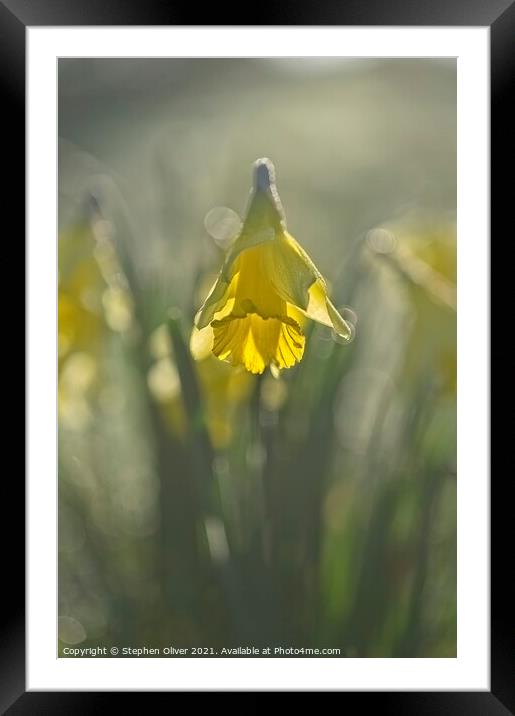 Backlight Daffodil Framed Mounted Print by Stephen Oliver