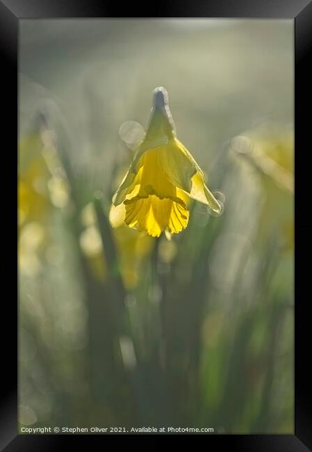 Backlight Daffodil Framed Print by Stephen Oliver