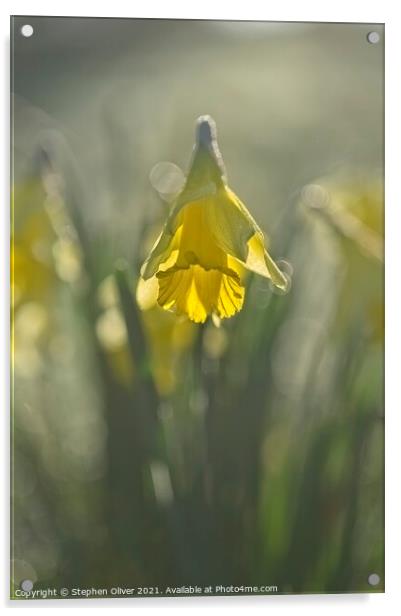 Backlight Daffodil Acrylic by Stephen Oliver
