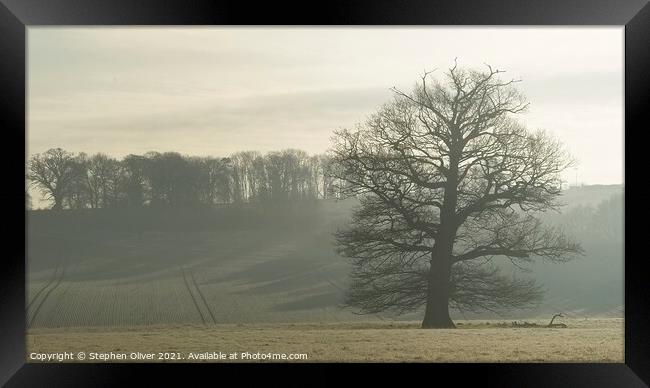 Morning  Tree Framed Print by Stephen Oliver