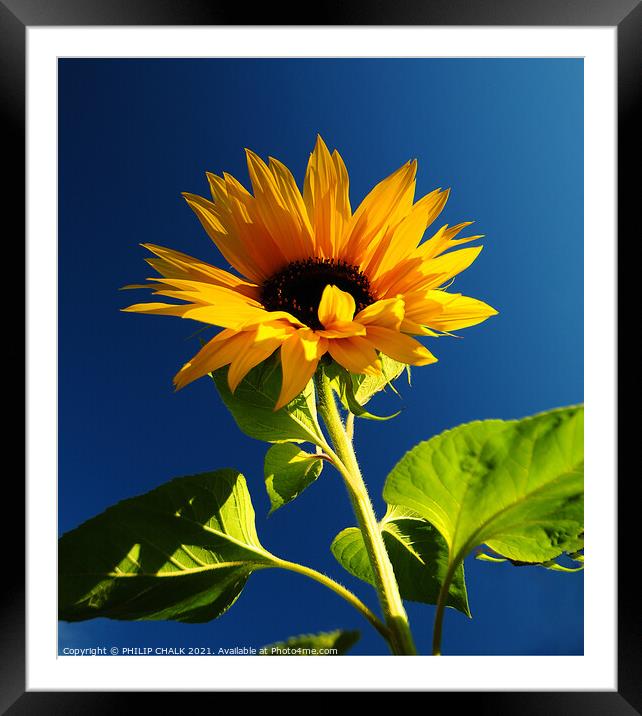 Sun flower against a blue sky 398 Framed Mounted Print by PHILIP CHALK