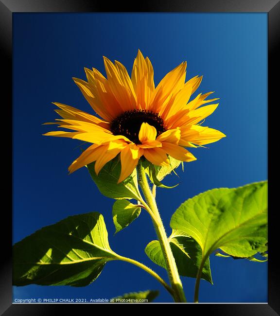 Sun flower against a blue sky 398 Framed Print by PHILIP CHALK