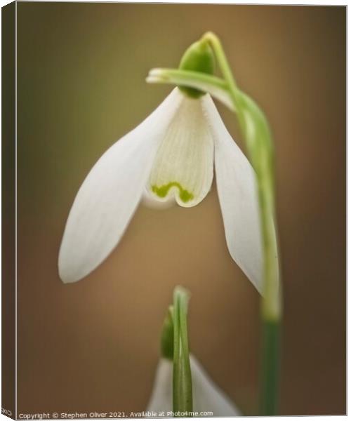 Snowdrop Canvas Print by Stephen Oliver