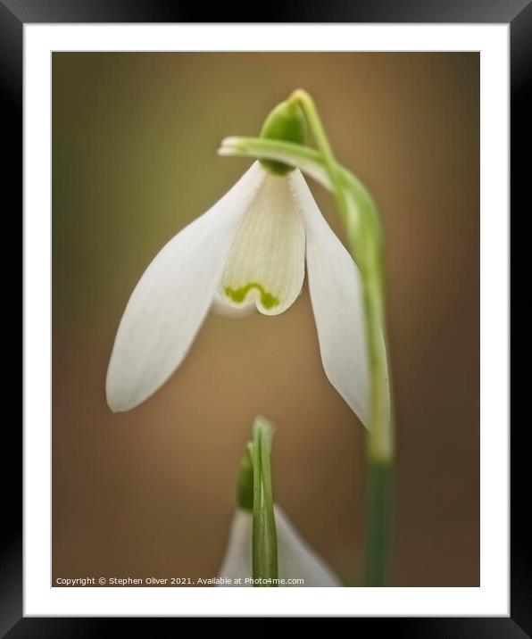 Snowdrop Framed Mounted Print by Stephen Oliver
