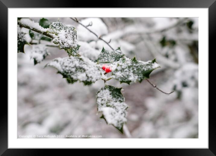 Holly in the snow Framed Mounted Print by Sara Melhuish