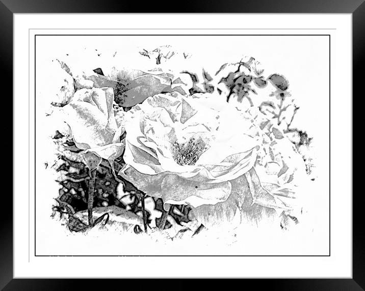 Back and White Abstract Roses Framed Mounted Print by Sheila Eames