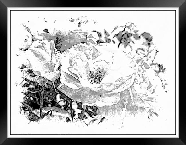 Back and White Abstract Roses Framed Print by Sheila Eames