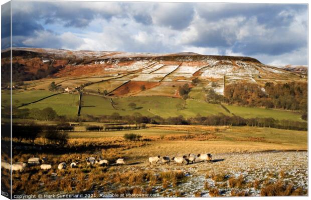Sheep Grazing in Farndale in Winter Canvas Print by Mark Sunderland