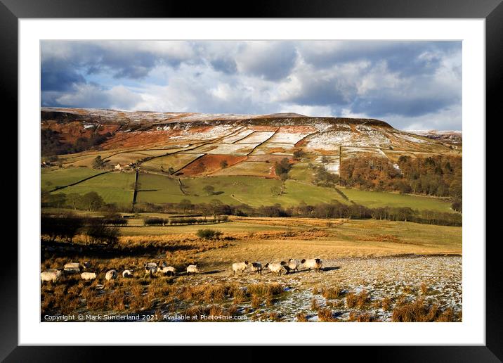 Sheep Grazing in Farndale in Winter Framed Mounted Print by Mark Sunderland