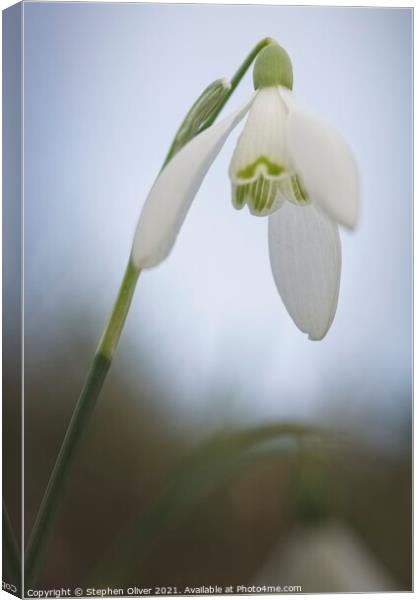 Leaning Snowdrop Canvas Print by Stephen Oliver
