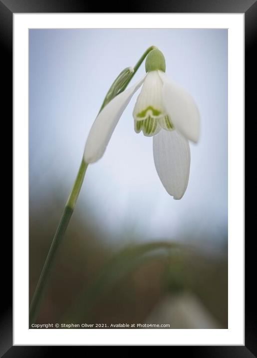 Leaning Snowdrop Framed Mounted Print by Stephen Oliver