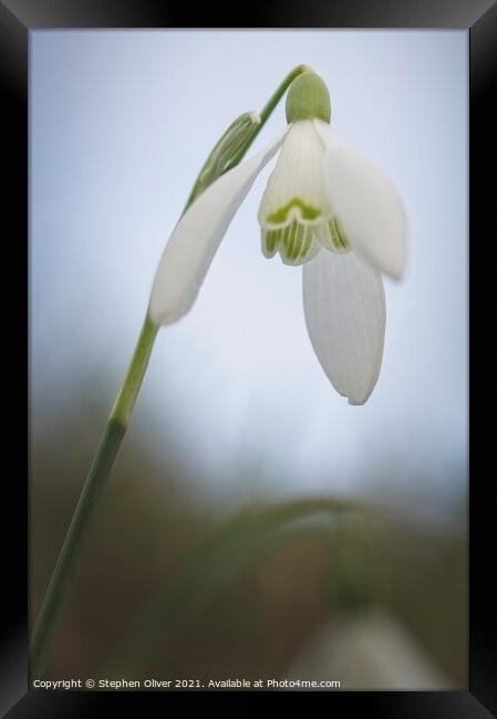 Leaning Snowdrop Framed Print by Stephen Oliver