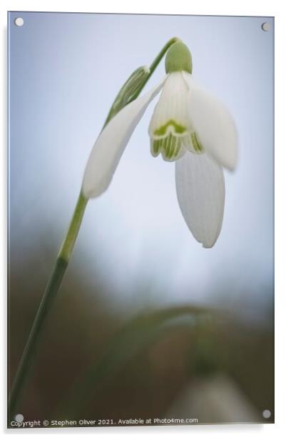 Leaning Snowdrop Acrylic by Stephen Oliver