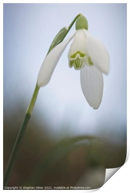 Leaning Snowdrop Print by Stephen Oliver