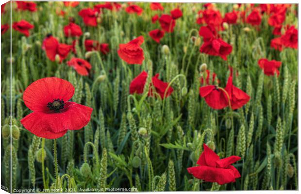 Red Poppies Canvas Print by Jim Monk