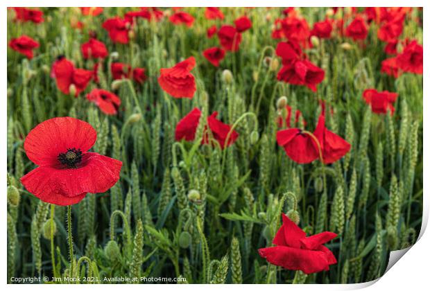 Red Poppies Print by Jim Monk
