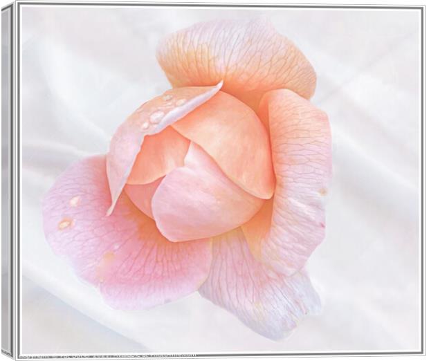 Rose Canvas Print by Pat Butler
