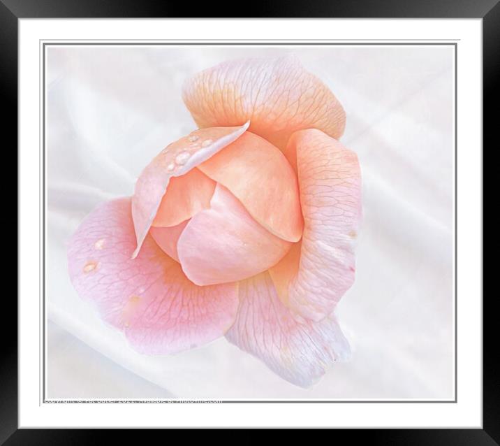 Rose Framed Mounted Print by Pat Butler