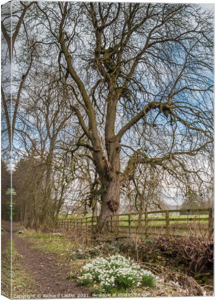 Snowdrops and Chestnut Canvas Print by Richard Laidler