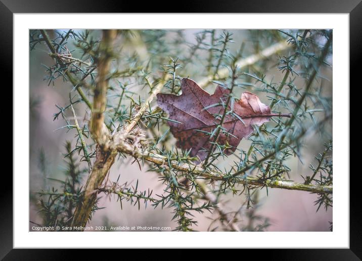 Leaf in a bush Framed Mounted Print by Sara Melhuish