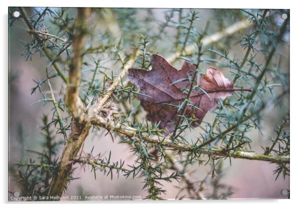 Leaf in a bush Acrylic by Sara Melhuish