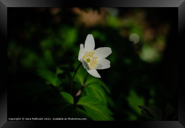 Anemone in the sun Framed Print by Sara Melhuish