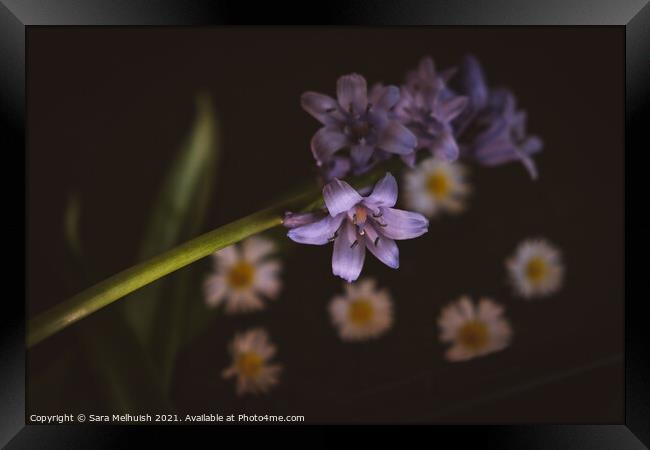 Still life of bluebells and daisies Framed Print by Sara Melhuish