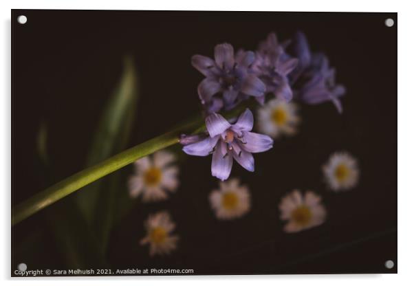 Still life of bluebells and daisies Acrylic by Sara Melhuish