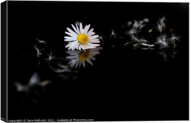 Still life of daisy Canvas Print by Sara Melhuish