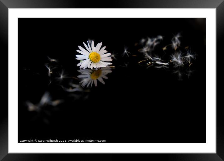 Still life of daisy Framed Mounted Print by Sara Melhuish