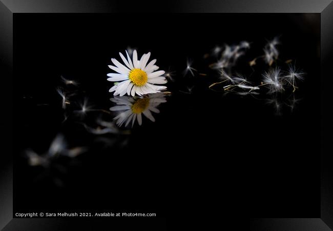 Still life of daisy Framed Print by Sara Melhuish