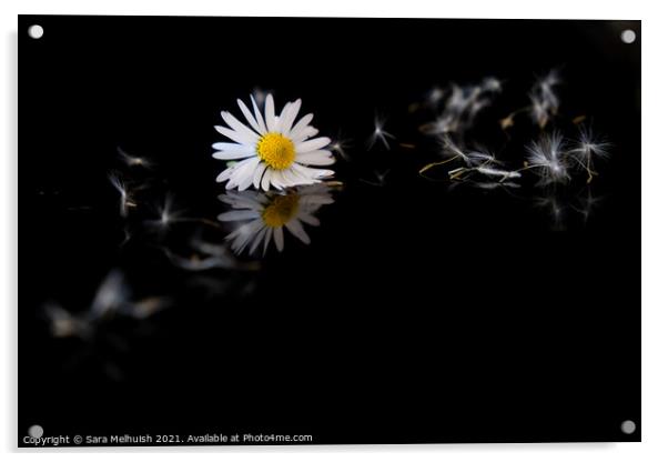 Still life of daisy Acrylic by Sara Melhuish