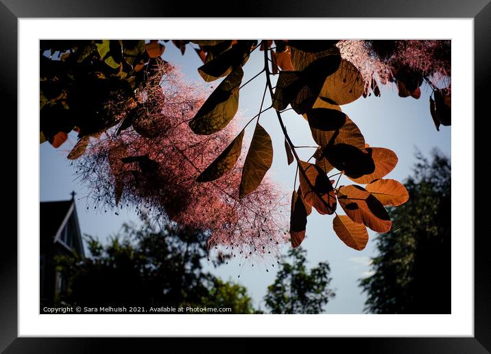 Plant leaves and pink flowers against blue sky Framed Mounted Print by Sara Melhuish