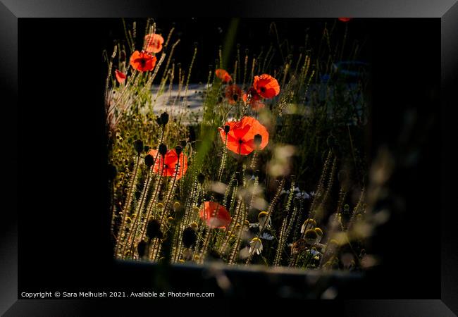 poppies and daisies Framed Print by Sara Melhuish