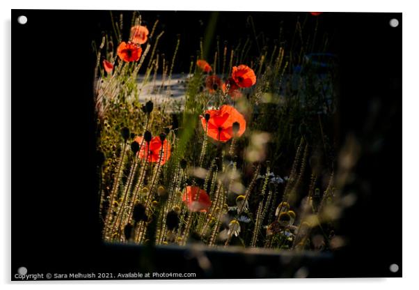 poppies and daisies Acrylic by Sara Melhuish