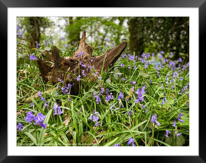 Bluebell woods Framed Mounted Print by Sara Melhuish