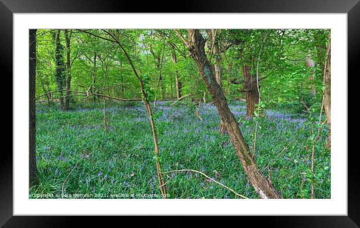A carpet of bluebells Framed Mounted Print by Sara Melhuish