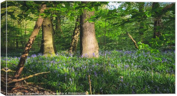 Traditional bluebells Canvas Print by Sara Melhuish