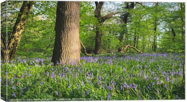 Bluebells and trees Canvas Print by Sara Melhuish