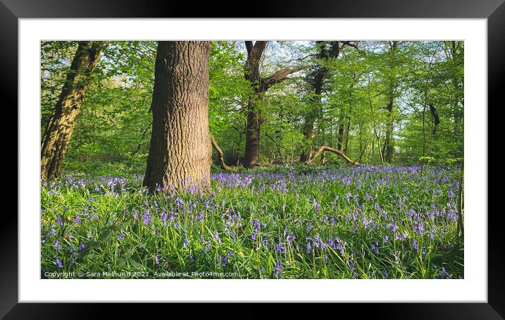 Bluebells and trees Framed Mounted Print by Sara Melhuish