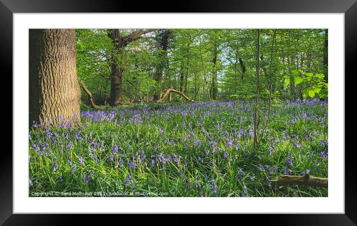 a bluebell clearing Framed Mounted Print by Sara Melhuish