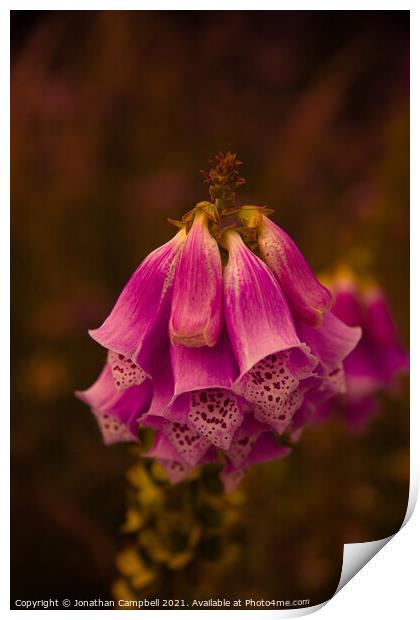 Pink Lilies Print by Jonathan Campbell