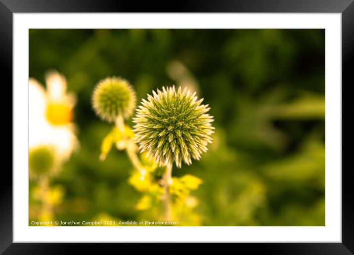 Spiky Flower Framed Mounted Print by Jonathan Campbell