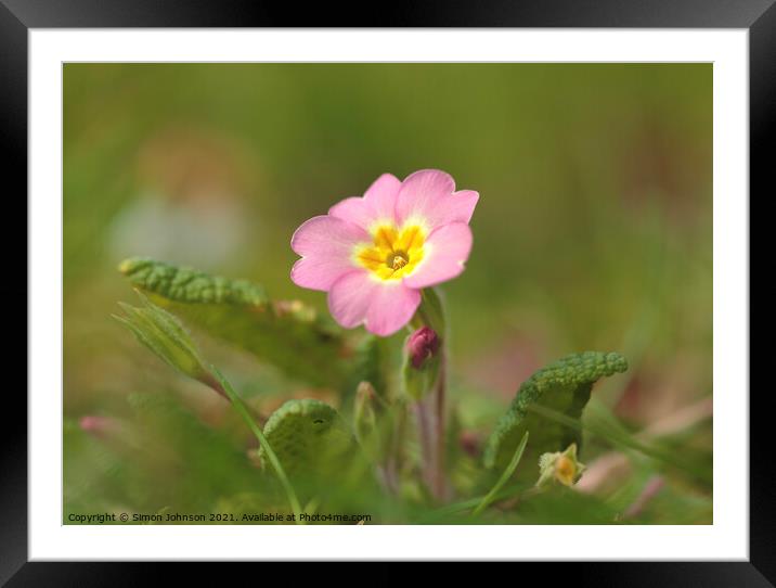 spring primrose flower Framed Mounted Print by Simon Johnson