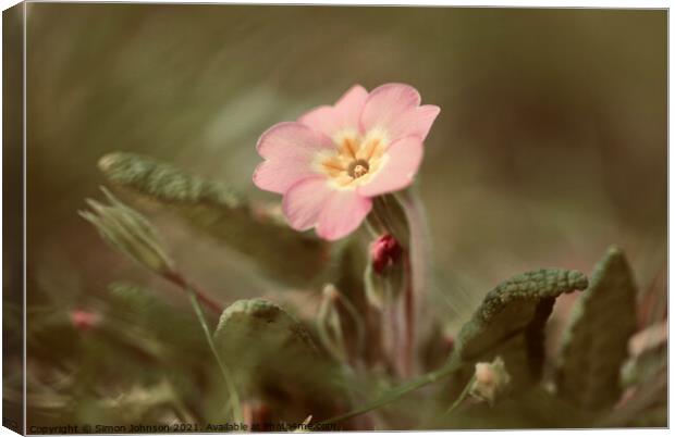 spring Primrose Flower Canvas Print by Simon Johnson