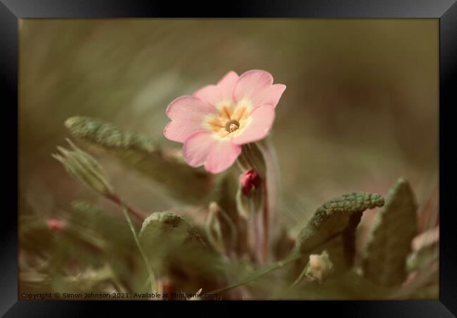 spring Primrose Flower Framed Print by Simon Johnson